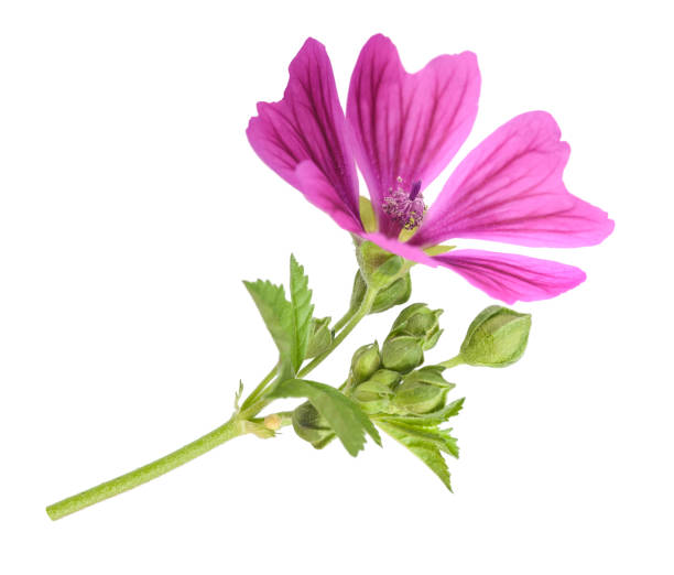 malva planta con flor - mallow fotografías e imágenes de stock