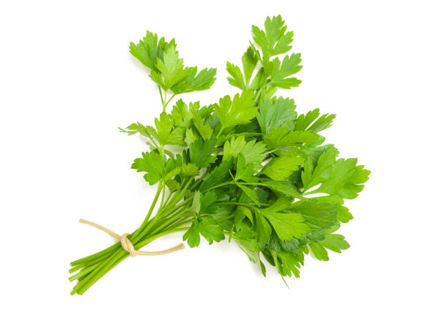 bouquet de persil isolé - parsley cilantro herb freshness photos et images de collection