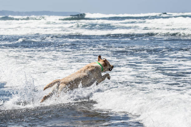 istock The dog and the sea 846006438