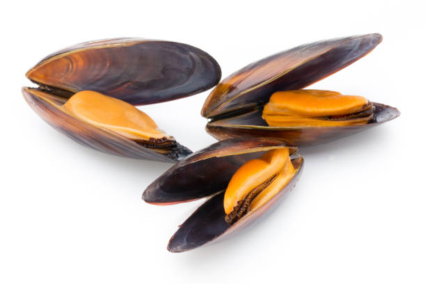 istock Mussels isolated on white background. Sea food. 846006454