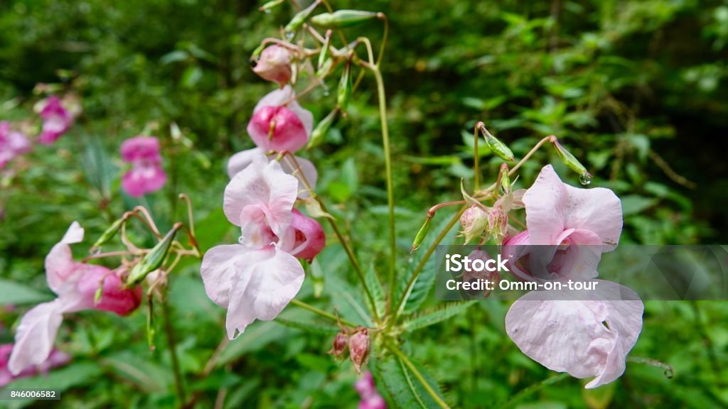 Indian Balsam some blossoms at a bush Botany Stock Photo