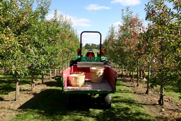 A Tractor in an Apple Orchard stock photo