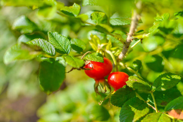 istock Ripe Briar fruit, wild rose hip shrub in nature 846009514