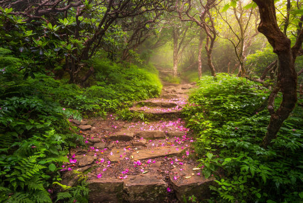 Spent rhododendron petals along foggy trail stock photo