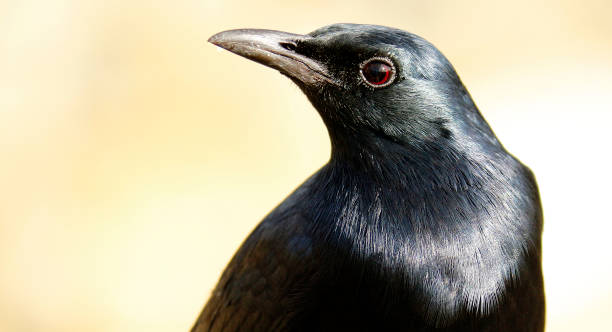 istock Bird red-winged starling avian flying beak Table Mountain Cape Town 846010956