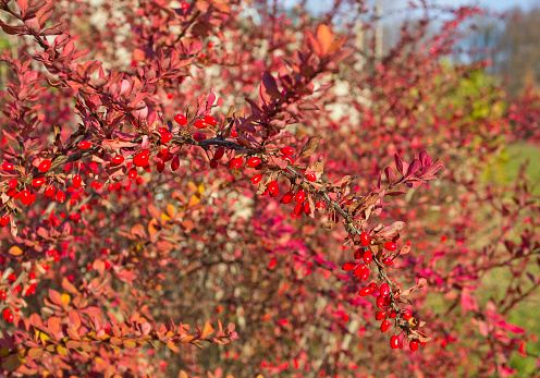 Bright berries of Berberis thunbergii in autumn
