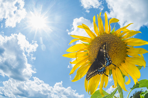 Looking up at a close-up of a big yellow Sunflower with a Black Swallowtail butterfly with sun flare and a partly cloudy blue sky in the background.