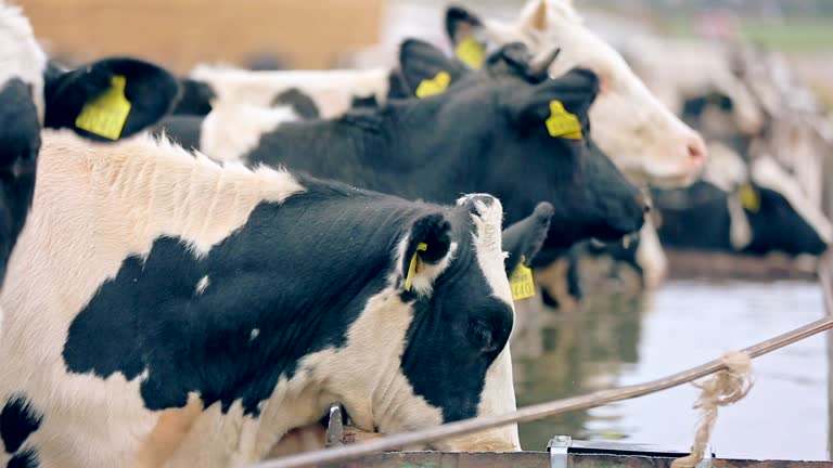 Sapi Peras 11.700+ Sapi Perah Sapi Foto Foto Video Stok dan Rekaman Bebas Royalti ...