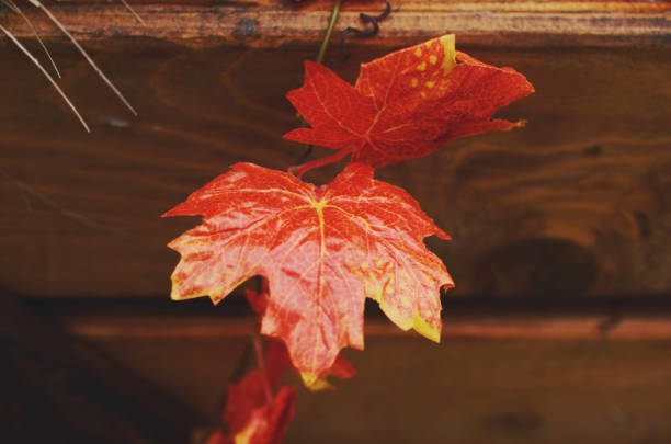 istock Decoration with red maple leaves and wooden crate 846018646