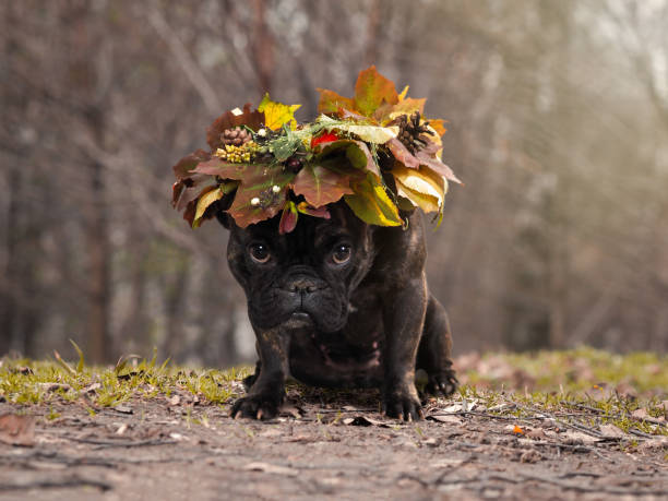 istock dog sitting outdoors wearing an autumn leaves wreath 846019238