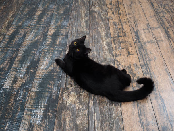 istock Black cat lying on the floor. The view from the top 846021976