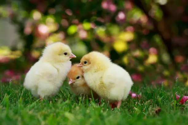 The little chickens on a green grass
