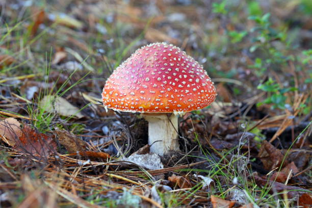 istock Red mushroom among the moss autumn day 846025700