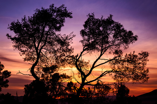Silhouette of tree lit at sunset