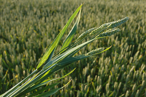 Closeup of green ears of wheat or rye in a field. Ukrainian wheat. Agriculture field background. Selective focus.