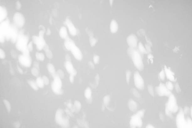istock Black and White  abstract background textuer of shadows leaf on a concrete wall. 846032256