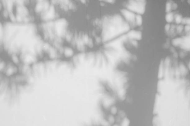 istock Black and White  abstract background textuer of shadows leaf on a concrete wall. 846032378