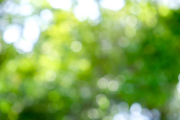 istock abstract green bokeh Nature background 846032830