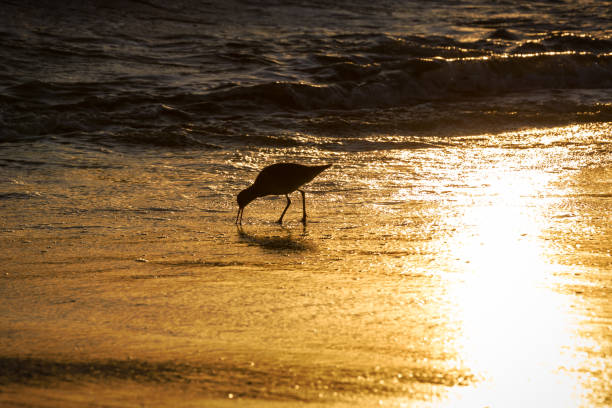A view of the Atlantic shoreline on the Assateague island at sunset. A group of Semipalmated sandpipers (Calidris pusilla), a near threatened species of shorebirds, are running on wet sand.