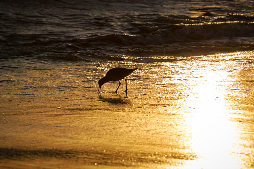 A seabird feeding by the seashore during sunset in Huntington Beach, California.