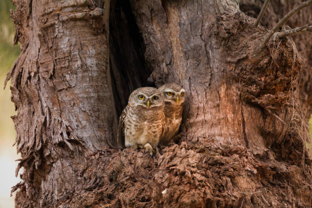 istock Couple owls standing side by side in front of hollow nest tree. 846040568