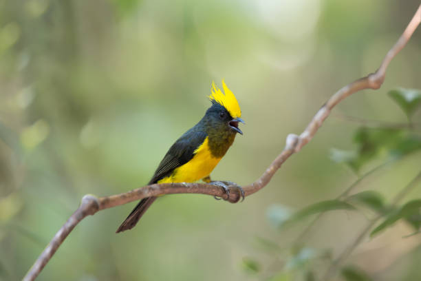 istock Yellow crested bird perching on vine opening mouth,natural blurred background. 846040662