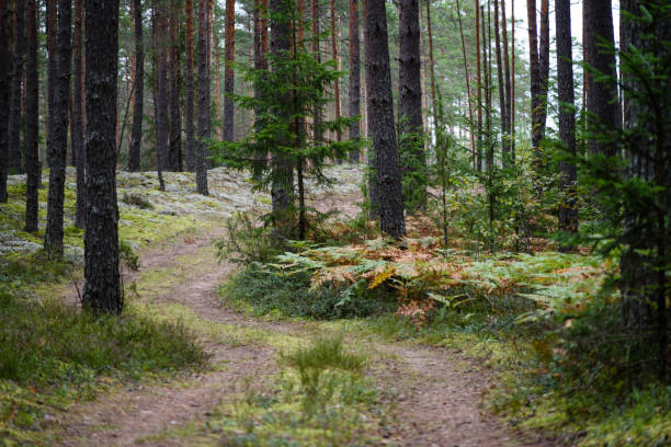 istock country road in forest 846044016