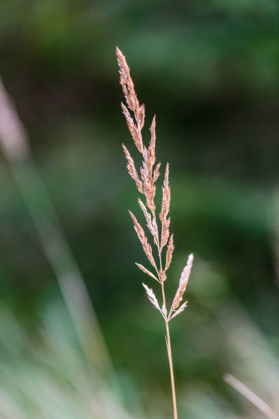 istock autumn grass bents against green background 846044114