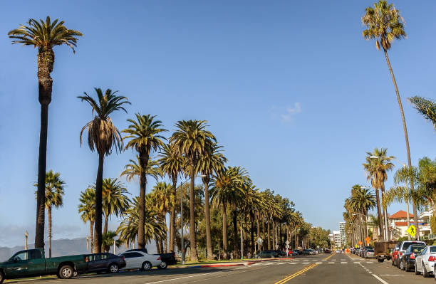 palm tree lined ocean avenue in santa monica, california - santa monica fotos imagens e fotografias de stock