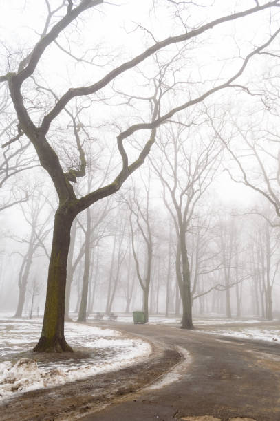 istock snowy winter city park in mist 846054726