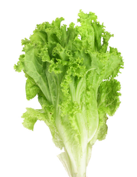 istock Fresh lettuce isolated on white background. Salad leaf 846058454