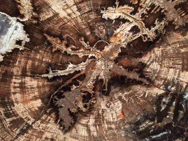 legno pietrificato - legno fossile foto e immagini stock