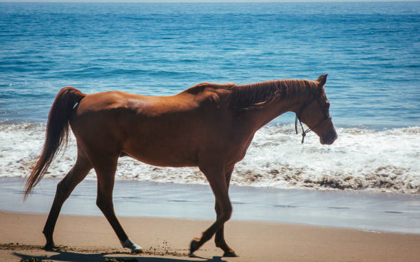 istock Horse by The Sea 846062436