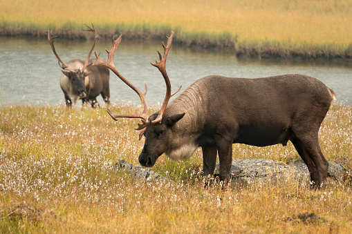 Threatened male bull mountain caribou with large branching antlers graze in the marshy alpine meadows of the Tonquin Valley in Jasper National Park, Alberta, Canada.