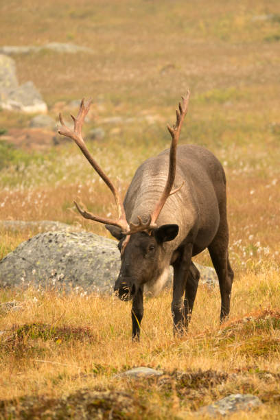 istock Threatened mountain caribou Tonquin Valley Jasper National Park Alberta Canada 846068030