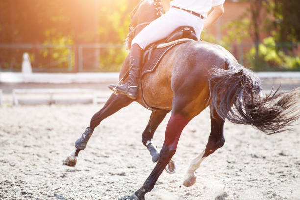 Bay horse with rider on show jumping competition.