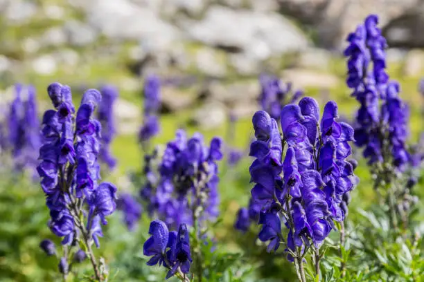 Close-up image of violet high altitude wildflowers (Aconitum napellus) against a rocky background in the Cirque de Troumouse, Pyrenees National Park, France