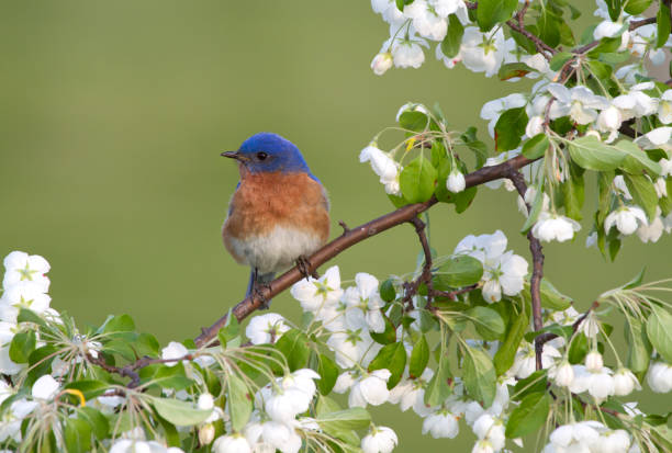 istock Male Bluebird in White Blossoms 846069186