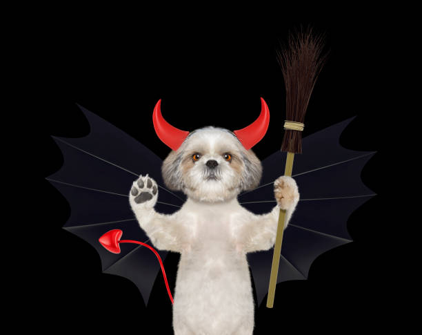 istock cute halloween dog in bat devil costume with broom - isolated on black 846069712