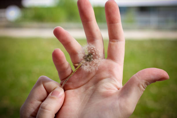 istock Dandelion in woman's hand on green grass 846069868