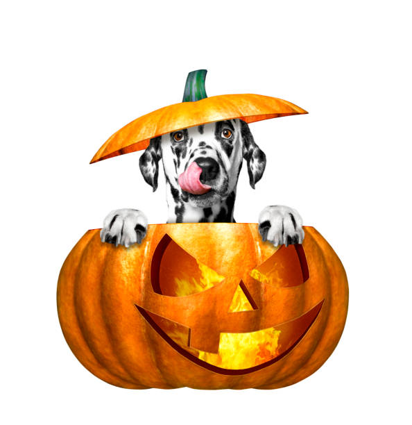 halloween pumpkin with cute dog - isolated on white background