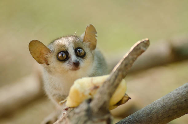 Cute reddish-gray mouse lemur, Microcebus griseorufus, feeding on banana stock photo