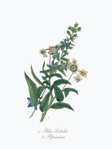 istock Blue Lobelia and Pipsissewa Victorian Botanical Illustration 846074380