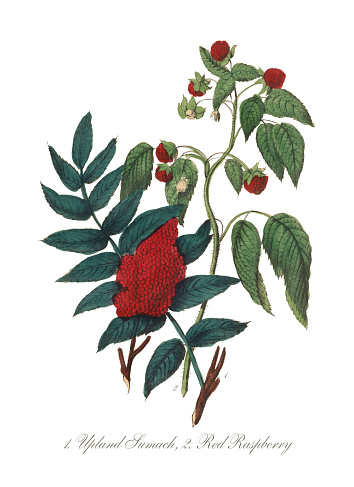 Extremely Rare, Beautifully Illustrated Antique Victorian Engraved Botanical Illustration of the Hand Colored Upland Sumach and Red Raspberry from The American Flora, History of Plants and Wild Flowers: Their Scientific and General Descriptions, Natural History, Chemical and Medical Properties, Mode of Culture and Propagation. A Book of Reference for Botanists, Physicians, Florists, Gardeners and Students. Published in 1853. Copyright has expired on this artwork. Digitally restored.