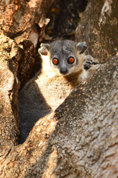 White footed sportive lemur, Lepilemur leucopus, resting in its daily tree hole in Berenty private reserve, Madagascar stock photo