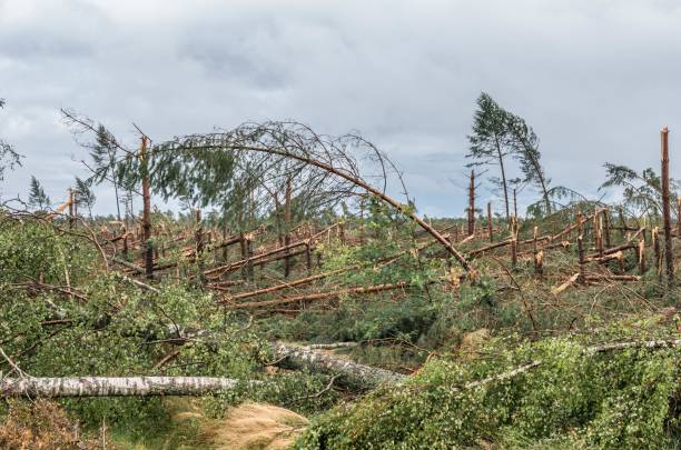 istock Forest destroyed by the hurricane wind in Poland, on September 12, 2017 846075452