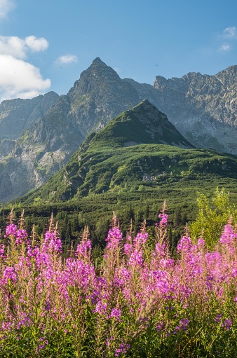 Tatra mountains, Poland landscape, colorful flowers in Gasienicowa valley (Hala Gasienicowa), summer view