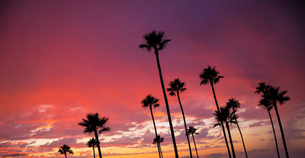 istock Florida palm trees silhouette with a beautiful sunset background 846078534