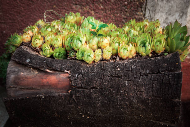 Green flowers in stump, close-up, garden decoration