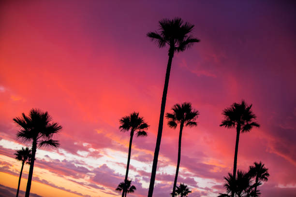 istock Florida palm trees silhouette with a beautiful sunset background 846082012